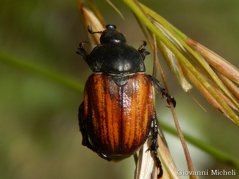 Rutelidae: Anisoplia tempestiva